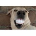 Rogz игрушка для собак, мяч-улыбка с зубами (Grinz)